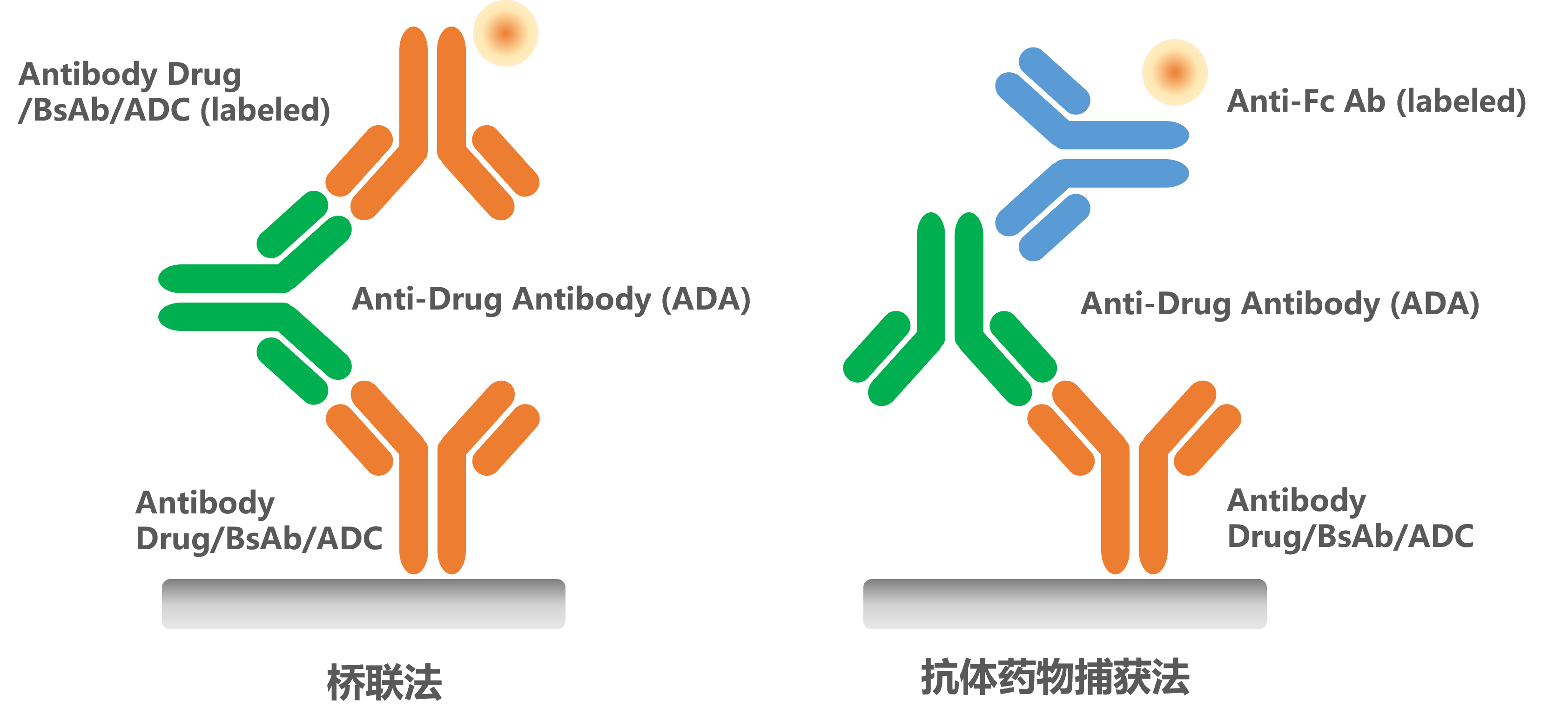 GenScript’s anti-idiotype antibodies