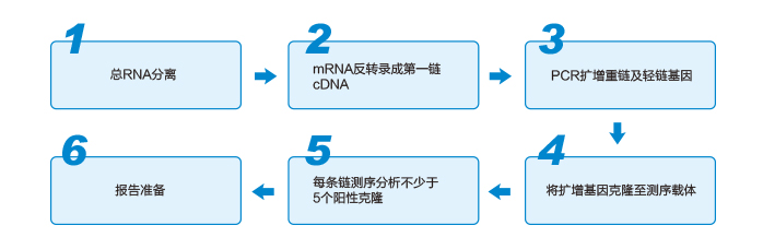 mAb sequencing procedure mAb sequencing procedure