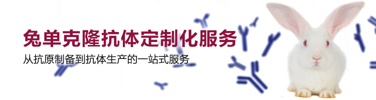 兔单克隆抗体定制化服务 兔单克隆抗体定制化服务