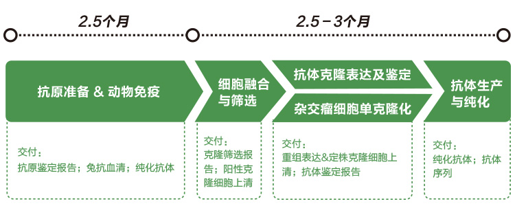 抗体定制化服务流程图 抗体定制化服务流程图