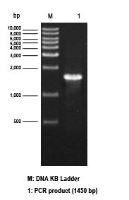 Electrophoresis results of All-In-One Precast 0.8% Agarose Gel Electrophoresis Kit (L00344)