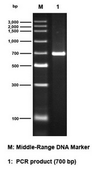 Electrophoresis results of All-In-One Precast 1.2% Agarose Gel Electrophoresis Kit (L00334)