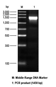 Electrophoresis results of All-In-One Precast 1.2% Agarose Gel Electrophoresis Kit (L00345)