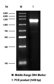 Electrophoresis results of All-In-One Precast 2% Agarose Gel Electrophoresis Kit (L00346)
