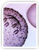 stem cell cellular products