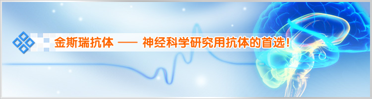 神经科学研究用抗体