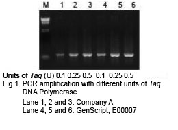 Taq DNA 聚合酶