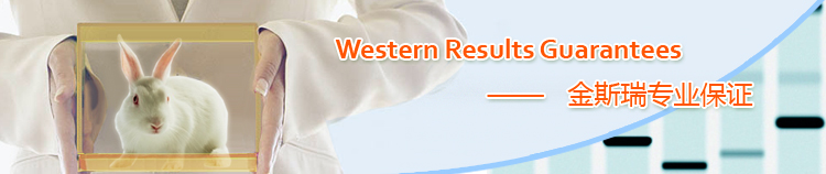 Western阳性保证型多抗制备服务