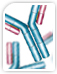 stem cell antibodies (stem cell markers)