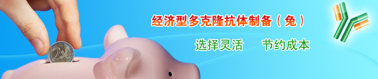 经济型多克隆抗体制备（兔）
