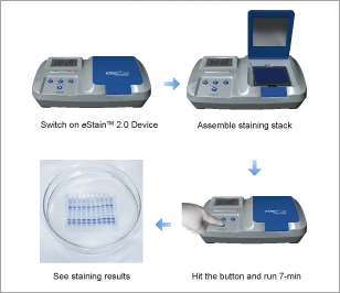 protein gel staining