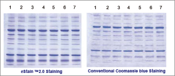 protein staining