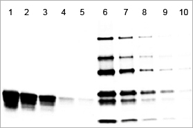 Stained Pierce Protein Gel for SDS-PAGE, gradient gel example.
