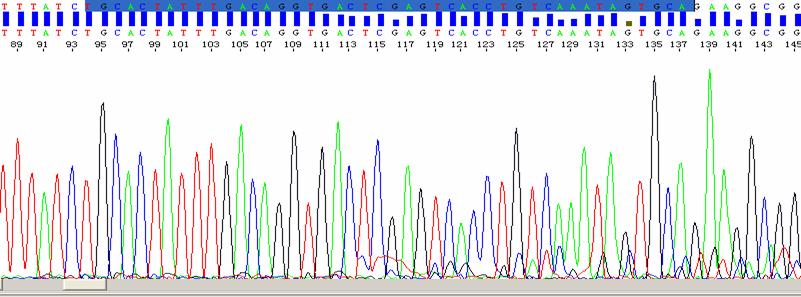 a-8.测序峰图为前双峰的结果是什么样的?