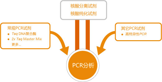 PCR试剂