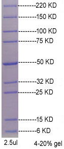 Smart Broad-Range Protein Standard 