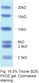Smart Peptide Standard 