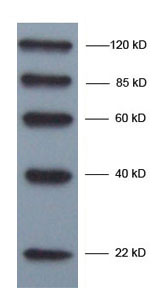 Smart Peptide Standard 