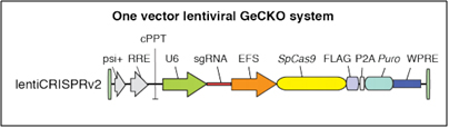 lentiCRISPRv2 single vector lentiviral GeCKO system