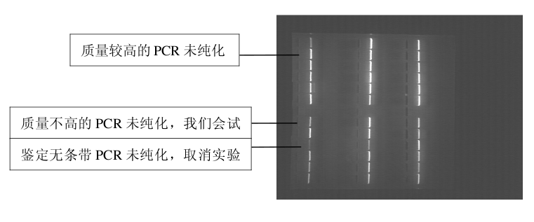DNA测序