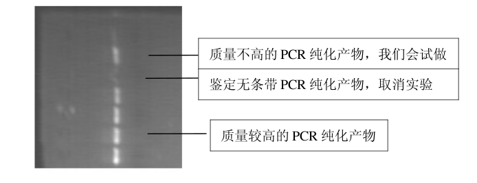 DNA测序