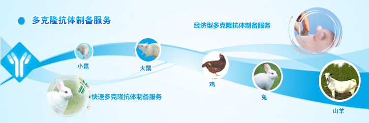 多克隆抗体制备服务 多克隆抗体制备服务