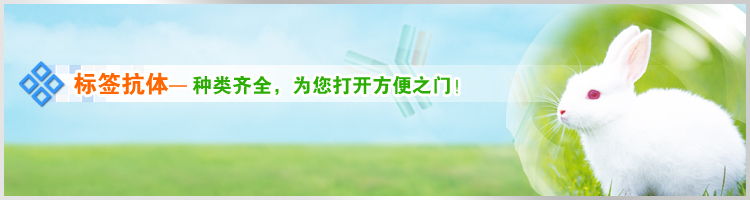 标签抗体 标签抗体