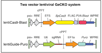 lentiCas9-Blast + lentiGuide-Puro two-vector lentiviral GeCKO system