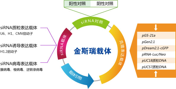 siRNA载体，miRNA载体,克隆表达载体，siRNA阳性对照，siRNA阴性对照