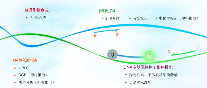 引物合成