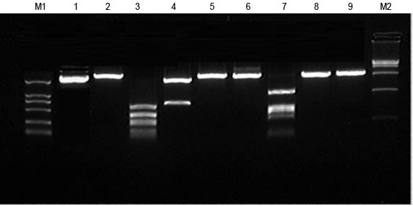 Small-scale Purification Small-scale Purification