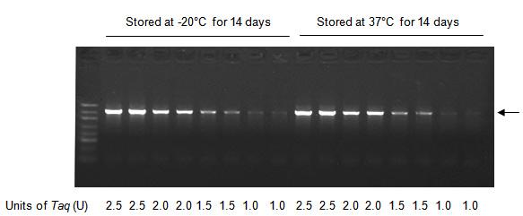 Green Taq DNA polymerase