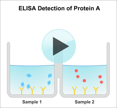 Protein A ELISA Kit