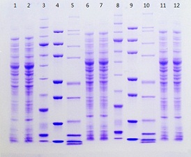 Stained Pierce Protein Gel for SDS-PAGE, gradient gel example.