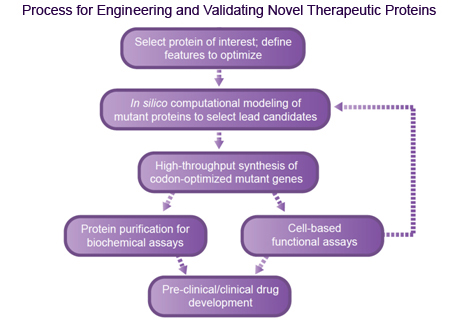 Therapeutic Protein Engineering