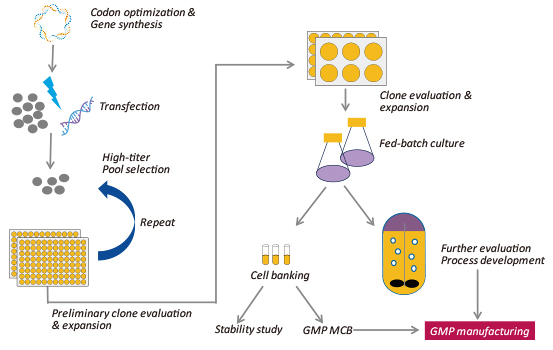 codon optimization