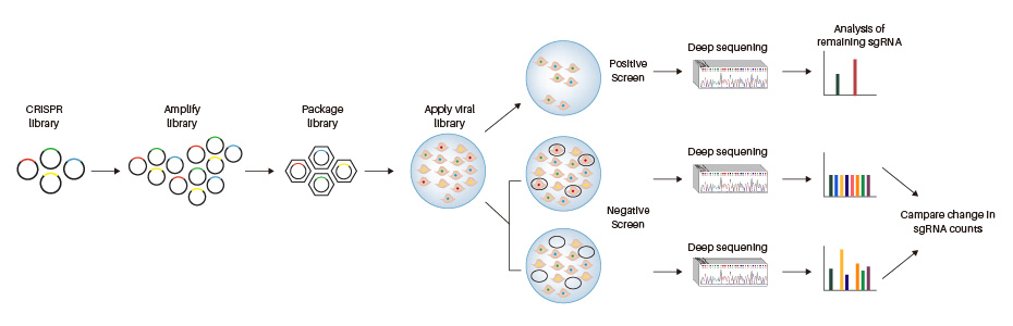 CRISPR gRNA library