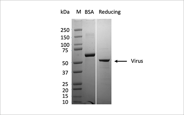 昆虫-杆状病毒系统中成功表达Virus蛋白，纯度90%，表达量30mg/L