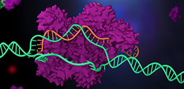 利用蛋白工程策略改进CRISPR-Cas技术 - 金斯瑞