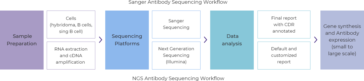 抗体测序工作流程