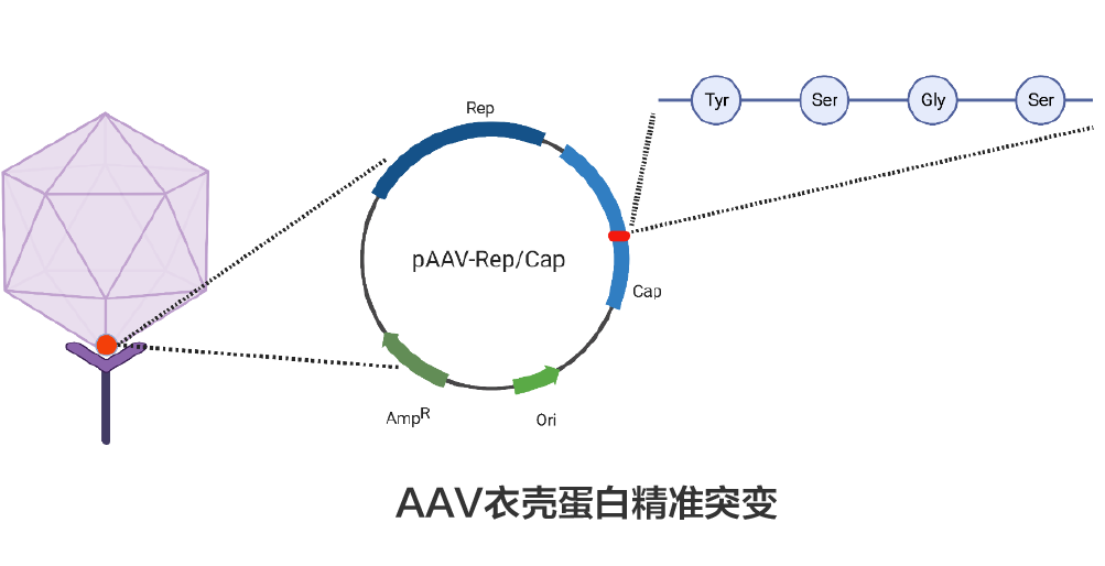 AAV 衣壳蛋白精准突变文库构建流程