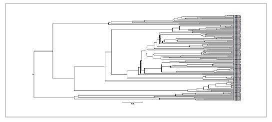 VH Phylogenetic tree analysis, out of 111, 23 Antibodies share same sequences 