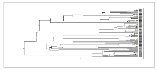 VH Phylogenetic tree analysis, out of 111, 23 Antibodies share same sequences 