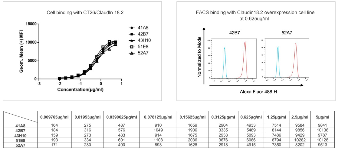 FACS binding assay with Claudin18.2 overexpression cell line