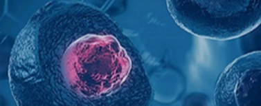 Cell Based Assays