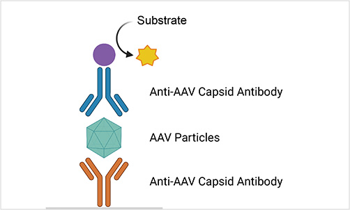 Principle of AAV titer quantitation with AAV antibody