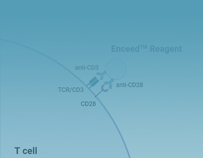 Enceed™ T细胞激活试剂