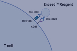Enceed™ 细胞激活试剂