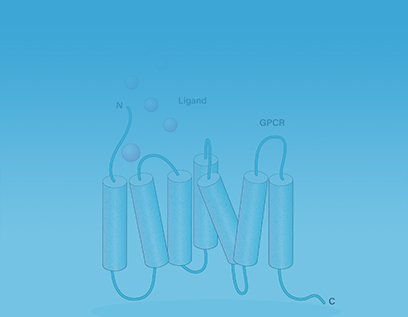 GPCR细胞系