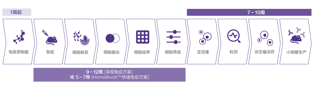 快速单克隆抗体制备服务